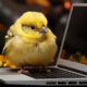 Internet Chick