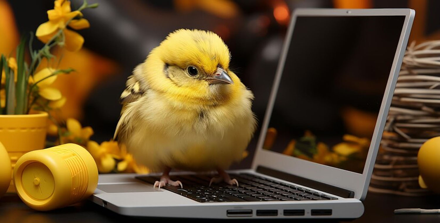 Internet Chick