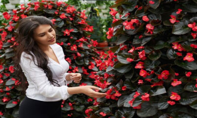 The Angel Wing Begonia