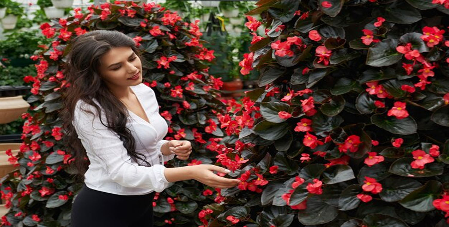 The Angel Wing Begonia